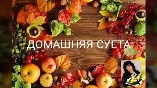 Хризантема, итоги черенкования, пересадка в грунт!