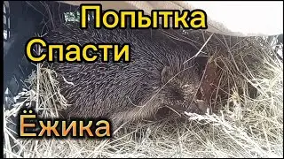 Попытка спасти ёжика