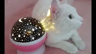 Привет от Барсика!