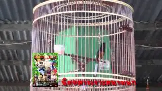 รายการเจาะสนามนก ออนทีวี ตอน บังซิด กับ นกดูดี (ตอน1)