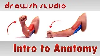 Introduction to Artistic Anatomy