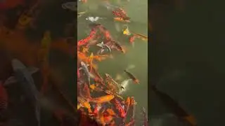 Fam Jam Fishes
