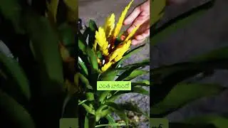 BEAUTIFUL BILLBERGIA&BROMELIA PLANTS #shorts #gardening #telugu #tips