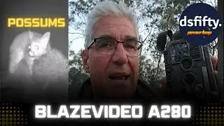 Baby Possum Feeding with Mum - BlazeVideo A280 Trail Camera