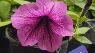 Новинка от PanAmericanSeed/ Петуния Изи Вейв Роуз Фьюжн.