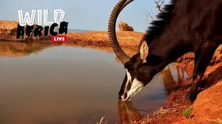 Watch Wild Animals In Africa - Wild Africa LIVE