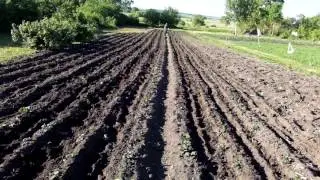 Рыхление междурядий картофеля мотоблоком НЕВА.