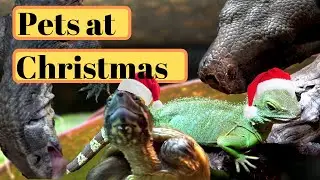 An sg_animals Christmas