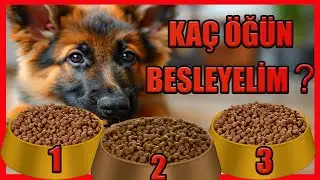 KÖPEKLER KAÇ ÖĞÜN BESLENMELİ #almankurdu