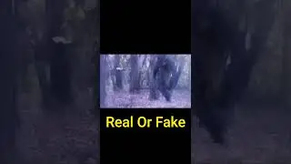 Dogman Real of Fake 