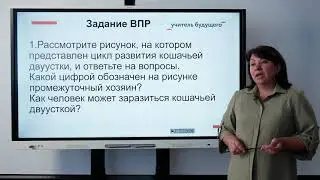 Цикл развития плоских паразитических червей