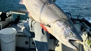 Filleting fish live!! 360 salmon fishing.