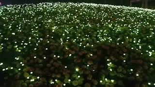 LED Lights : Flower Festival