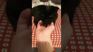 Общаемся #1 /) лучик