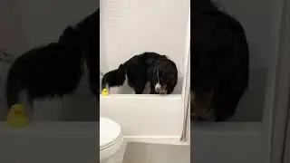 My Bernese Mountain Dog Puppy’s 2 Year Transformation | Happy Gotcha Day, Weller 💛 