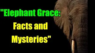 Amazing Facts About Elephants Top 15