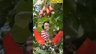 Casuey Nuts 