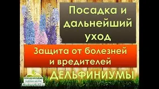 Дельфиниумы. Выращивание и Уход. Защита от вредителей и болезней.