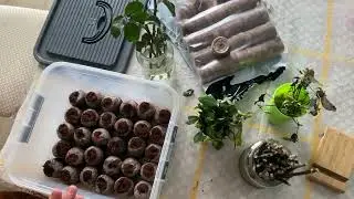 Вот как вырастить саженцы роз / Кокосовый субстрат для растений