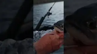 #fishing #kokanee #kokaneesalmon #kokaneefishing