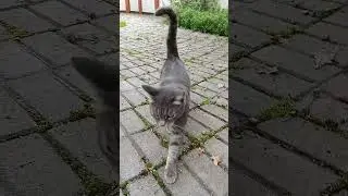 Кошка Маруся наносит новый удар #кошка #кошки #мышка #мышь #маруся #охота #поймалотпусти #кошкирулят