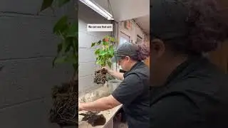 The Plant Infirmary: Up-potting an (Overwatered) Anthurium  Part 1
