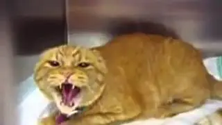 Бешеный кот