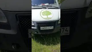 Кипрей узколистный сбор