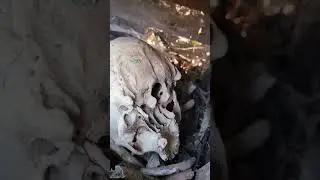 Черепа и кости