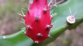 TOP FLORES DE CACTUS Y CACTUS MAS BONITOS DEL MUNDO