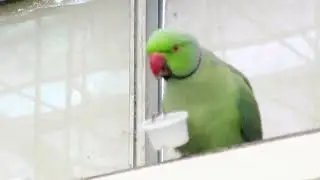 エサ入れを自分で持って食べてるワカケホンセイインコ