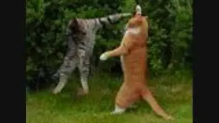 random funny stuff