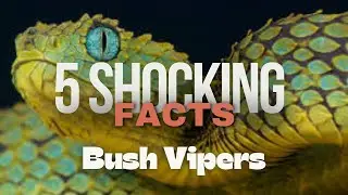 Could YOU Survive a Bush Viper Encounter? Watch Now!