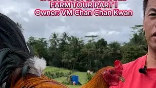 VICE MAYOR CHAN CHAN KWAN | CHAN CHAN GAMEFARM | FARM TOUR VIDEO PART 1 (CORD & BREEDING AREA)