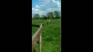 хорошо в селе