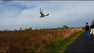 Ornithopter Flight test ( 3rd gen wing-D )