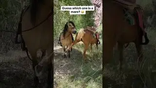 Guess the mare (impossible mode)