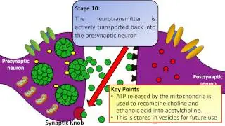 A Level Biology Synapse Revision Video