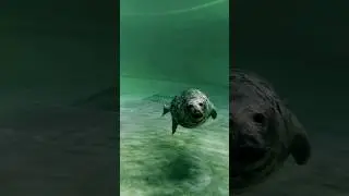 Ластоногие 😍 #shorts#shortvideo
