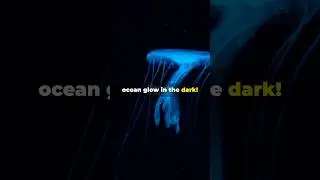 Ocean facts you didn’t know! #ocean #beach #travel #music #facts #oceanlife #oceanview