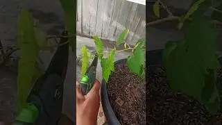 Pruning Baby Grapes #136 #short #shorts