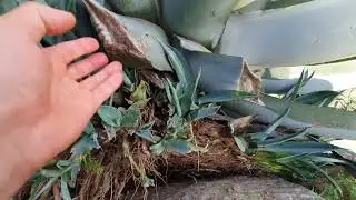 Tenete pulite le vostre AGAVI!