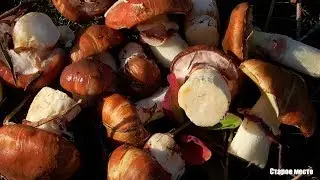 ТОЛСТОНОГИЕ МАСЛЯТА!Осенние грибы 2019