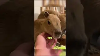Capybara Night Time Reading @TheUrbanRescueRanch