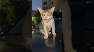 Кот не слишком худой?
