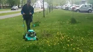 Покос газонов с красивыми цветками одуванчика