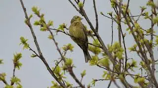 Обыкновенная овсянка, Emberiza citrinella