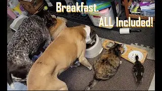 VocalBoothToGo's  view on Inclusion:  "Breakfast time - All Included! - SOUNDS GOOD!