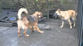William & Skibob playing (belgian shepherd malinois & Collie/Shepard cross breed)