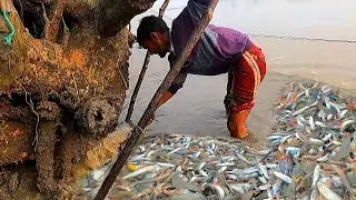 সুন্দরবনে গাছের গোড়ায় গর্তের ভিতর মাছের খনি | সুন্দরবনে মাছ ধরা  | টেংড়া মাছ | কাকড়া |  Adventure BD
